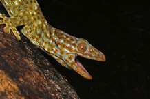 Tokay gecko (Gekko gecko reevesii) on a tree in its habitat. Credits to Yik-Hei SUNG.